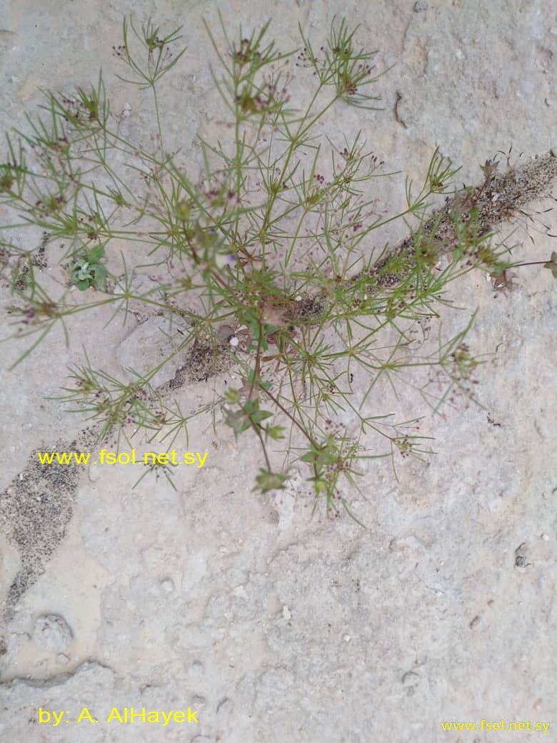 Galium setaceum Lam.